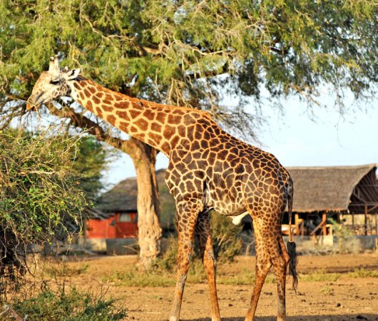 aquarev-plongee-sous-marine-kenya-sejour-extension-tsavo-east-satao-camp-girafe