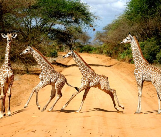 aquarev-plongee-sous-marine-kenya-sejour-extension-tsavo-east-satao-camp-girafes-on-the-road