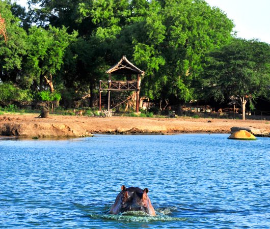 aquarev-plongee-sous-marine-kenya-sejour-extension-tsavo-east-satao-camp-hippo-dans-leau