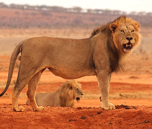 aquarev-plongee-sous-marine-kenya-sejour-extension-tsavo-east-satao-camp-lions