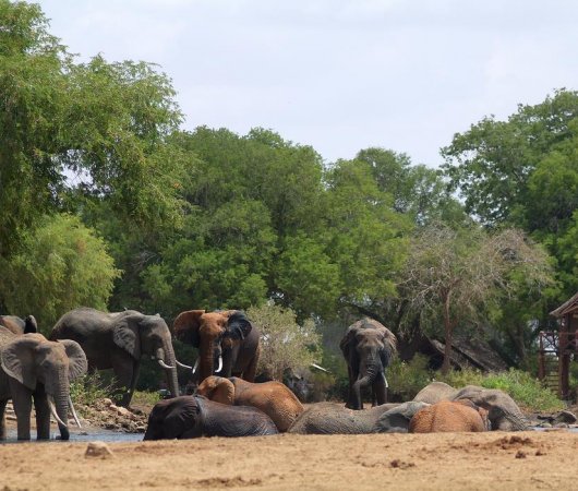 aquarev-plongee-sous-marine-kenya-sejour-extension-tsavo-east-satao-camp-troupeau-elephants