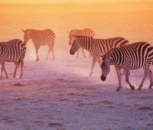 aquarev-plongee-sous-marine-kenya-sejour-extension-tsavo-east-satao-camp-troupeau-zebres