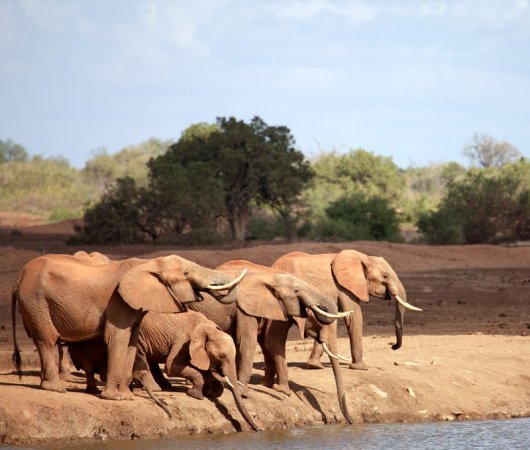 aquarev-plongee-sous-marine-kenya-sejour-extension-tsavo-east-satao-camp-troupeauelephants2