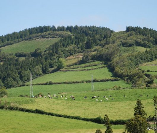 aquarev-plongee-sous-marine-les-ac-ores-sao-miguel-montagne-vaches