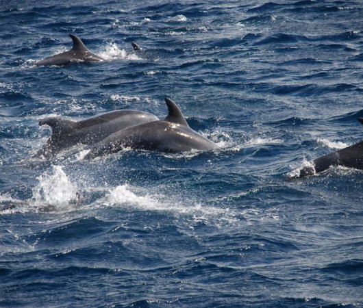 aquarev-plongee-sous-marine-les-ac-ores-sao-miguel-ponta-delgada-marina-sortie-dauphins