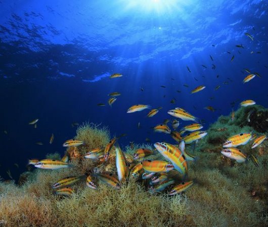 aquarev-plongee-sous-marine-les-acores-sejour-faial-centre-plongee-norberto-diver-poissons-sous-l-eau-resultat