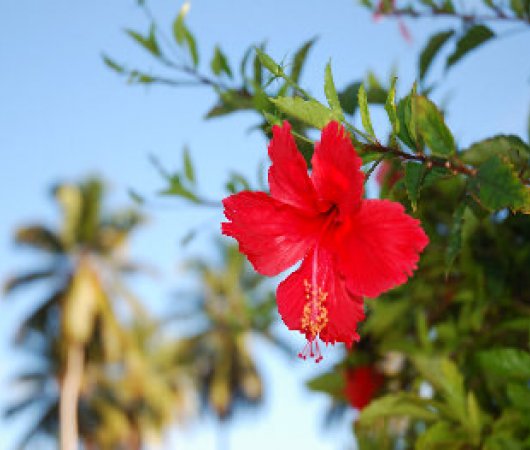 aquarev-plongee-sous-marine-les-seychelles-mahe-sejour-hotel-bord-mer-villa-hibiscus