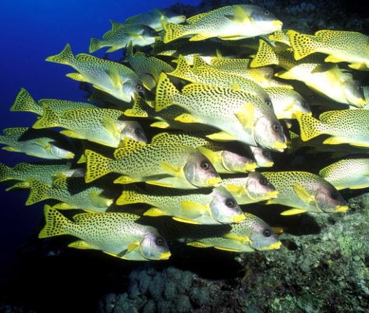 aquarev-plongee-sous-marine-madagascar-sejour-oceanes-dream-sous-la-mer-banc-de-poissons2