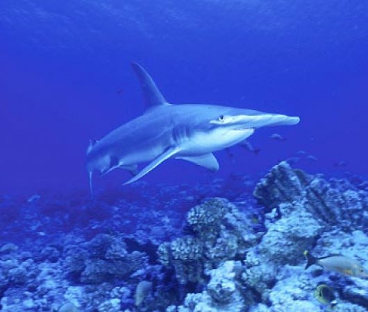 aquarev-plongee-sous-marine-malaisie-hotel-layang-layang-requin