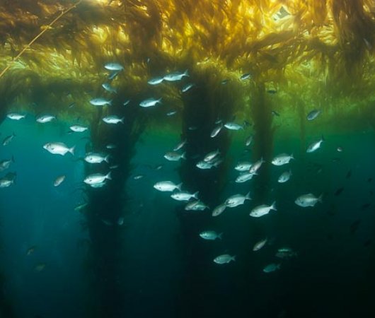 aquarev-plongee-sous-marine-mexique-soccoro-croisiere-nautilus-explorer-algues-et-poissons