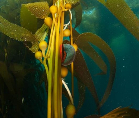 aquarev-plongee-sous-marine-mexique-soccoro-croisiere-nautilus-explorer-algues