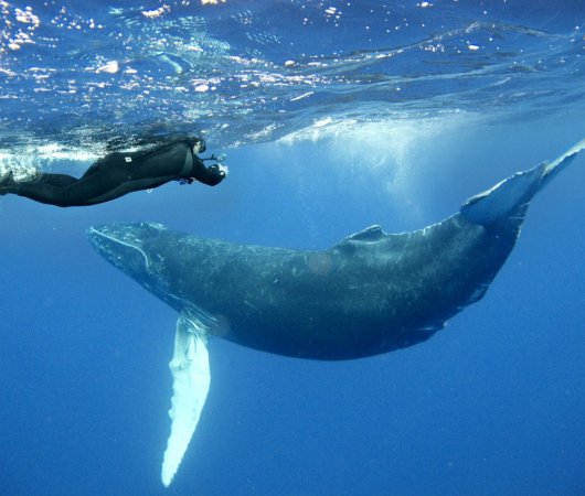 aquarev-plongee-sous-marine-mexique-soccoro-croisiere-nautilus-explorer-baleine-plongeur1