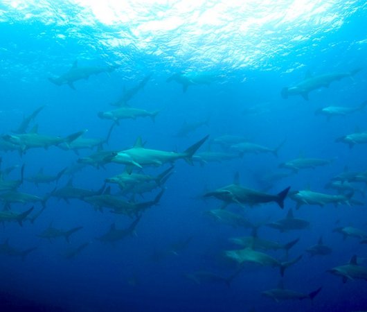 aquarev-plongee-sous-marine-mexique-soccoro-croisiere-nautilus-explorer-banc-de-requins-marteaux1