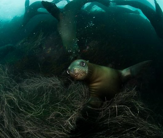 aquarev-plongee-sous-marine-mexique-soccoro-croisiere-nautilus-explorer-otaries-en-cercle