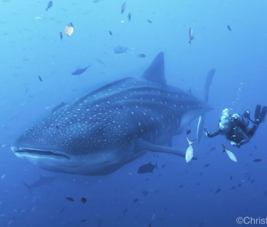 aquarev-plongee-sous-marine-mexique-soccoro-croisiere-nautilus-explorer-requin-baleine