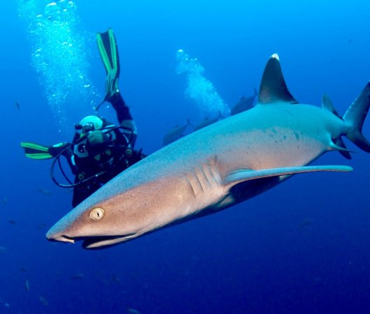 aquarev-plongee-sous-marine-mexique-soccoro-croisiere-nautilus-explorer-requin-corail1