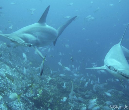 aquarev-plongee-sous-marine-mexique-soccoro-croisiere-nautilus-explorer-requins-marteaux1