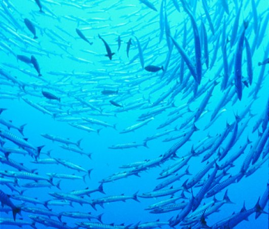 aquarev-plongee-sous-marine-micronesie-palau-centre-de-plongee-fish-n-fins-barracuda-site-blue-corner