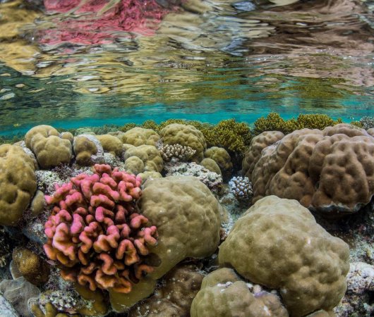aquarev-plongee-sous-marine-micronesie-palau-centre-de-plongee-fish-n-fins-corail-rose-underwater
