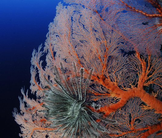 aquarev-plongee-sous-marine-micronesie-palau-centre-de-plongee-fish-n-fins-gorgone-rouge