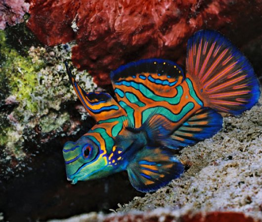 aquarev-plongee-sous-marine-micronesie-palau-centre-de-plongee-fish-n-fins-poisson-mandarin
