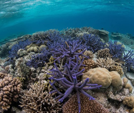 aquarev-plongee-sous-marine-micronesie-palau-centre-de-plongee-fish-n-fins-underwater-corail-violet