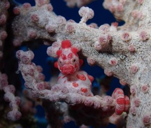 aquarev-plongee-sous-marine-nouvelle-caledonie-ile-des-pins-kunie-scuba-center-hippocampe-pygmebis
