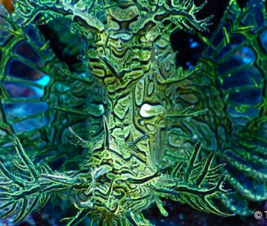 aquarev-plongee-sous-marine-nouvelle-caledonie-poindimie-sejour-centre-de-plongee-tieti-diving-poisson-pierre