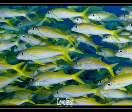 aquarev-plongee-sous-marine-nouvelle-caledonie-sejour-noumea-centre-de-plongee-abyss-plongee-banc-de-poissons-bis