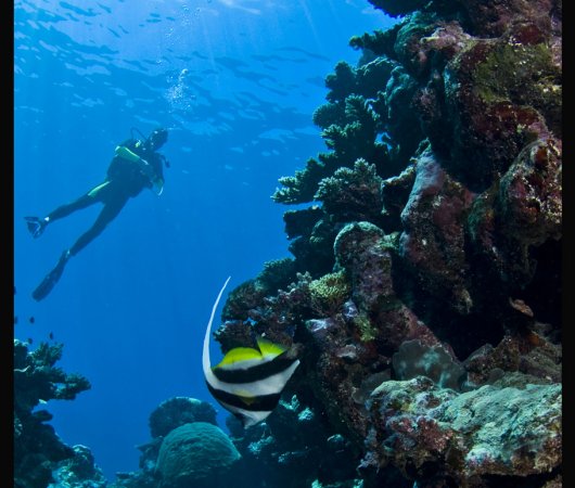 aquarev-plongee-sous-marine-nouvelle-caledonie-sejour-noumea-centre-de-plongee-abyss-plongee-fausse-passe-de-uitoe