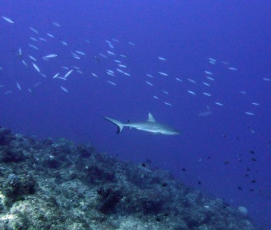aquarev-plongee-sous-marine-nouvelle-caledonie-sejour-noumea-centre-de-plongee-abyss-plongee-requin-bis