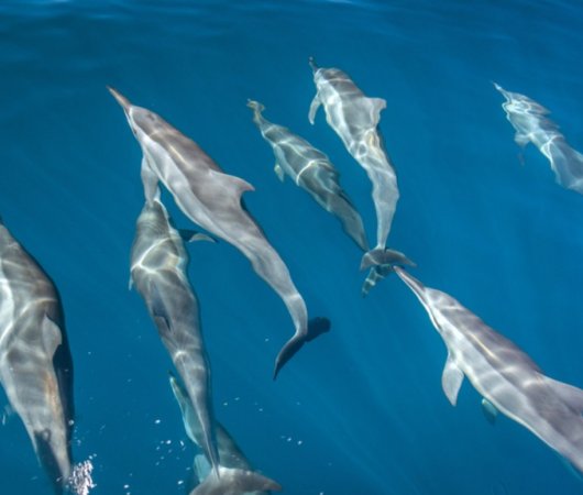 aquarev-plongee-sous-marine-ocean-indien-seychelles-alphonse-island-sejour-blue-safari-banc-de-dauphins