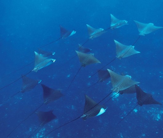 aquarev-plongee-sous-marine-ocean-indien-seychelles-alphonse-island-sejour-blue-safari-centre-plongee-banc-de-raies