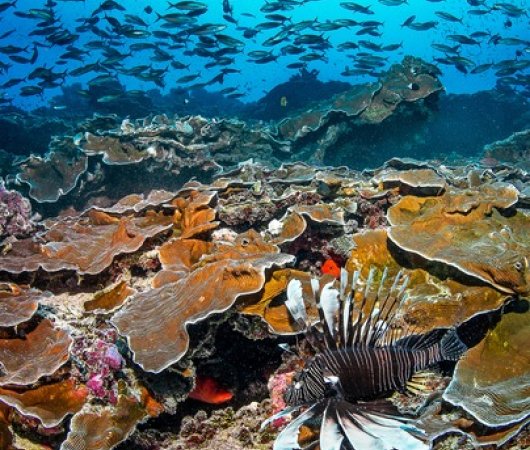 aquarev-plongee-sous-marine-ocean-indien-seychelles-alphonse-island-sejour-blue-safari-centre-plongee-coraux-poissons