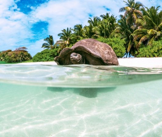 aquarev-plongee-sous-marine-ocean-indien-seychelles-alphonse-island-sejour-blue-safari-tortue-plage