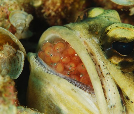 aquarev-plongee-sous-marine-philippines-busuanga-sejour-sangat-island-dive-resort-poisson