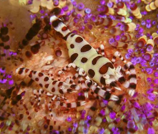 aquarev-plongee-sous-marine-philippines-puerto-galera-sejour-centre-plongee-asia-divers-crevette