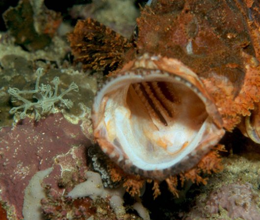aquarev-plongee-sous-marine-philippines-puerto-galera-sejour-centre-plongee-asia-divers-poisson-pierre