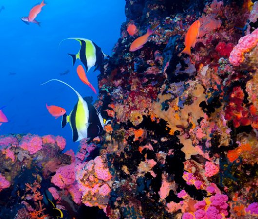 aquarev-plongee-sous-marine-philippines-puerto-galera-sejour-centre-plongee-asia-divers-poissons-colore-s