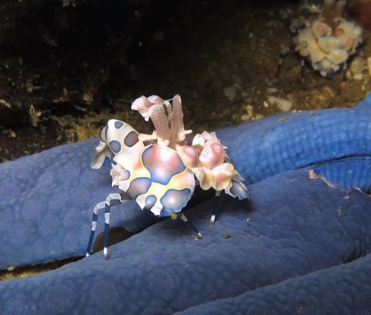 aquarev-plongee-sous-marine-philippines-sejour-centre-de-plongee-devocean-divers-malapascua-crabe