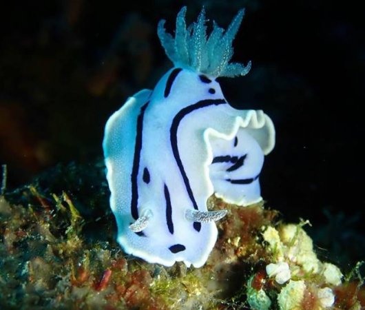 aquarev-plongee-sous-marine-philippines-sejour-centre-de-plongee-devocean-divers-malapascua-nudibranche-blanc