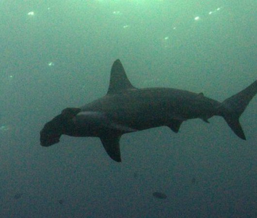 aquarev-plongee-sous-marine-philippines-sejour-centre-de-plongee-devocean-divers-malapascua-requin-marteau
