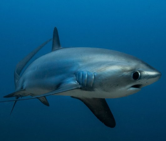 aquarev-plongee-sous-marine-philippines-sejour-centre-de-plongee-devocean-divers-malapascua-requin