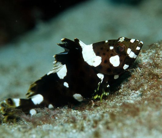 aquarev-plongee-sous-marine-philippines-underwater-black-fish