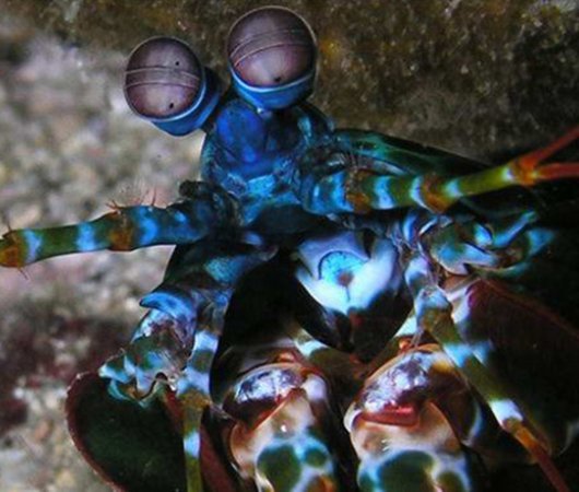 aquarev-plongee-sous-marine-philippines-underwater-crustace-bleu