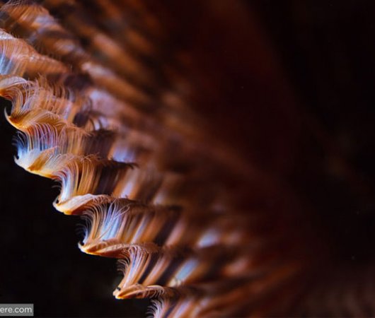 aquarev-plongee-sous-marine-philippines-underwater-eventail