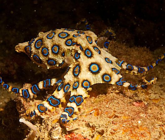 aquarev-plongee-sous-marine-philippines-underwater-pieuvre