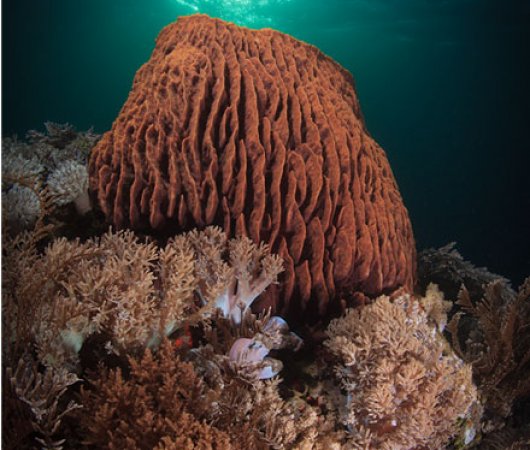 aquarev-plongee-sous-marine-philippines-underwater-vegetation-marine