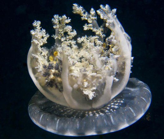 aquarev-plongee-sous-marine-philippines-underwater-white-flower