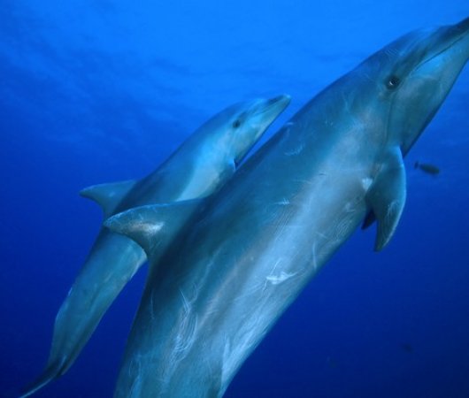 aquarev-plongee-sous-marine-polynesie-francaise-rangiroa-sejour-raie-manta-club-dauphins